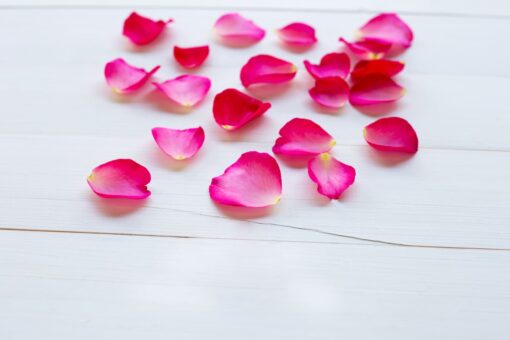 rose petals white wooden background 2 2